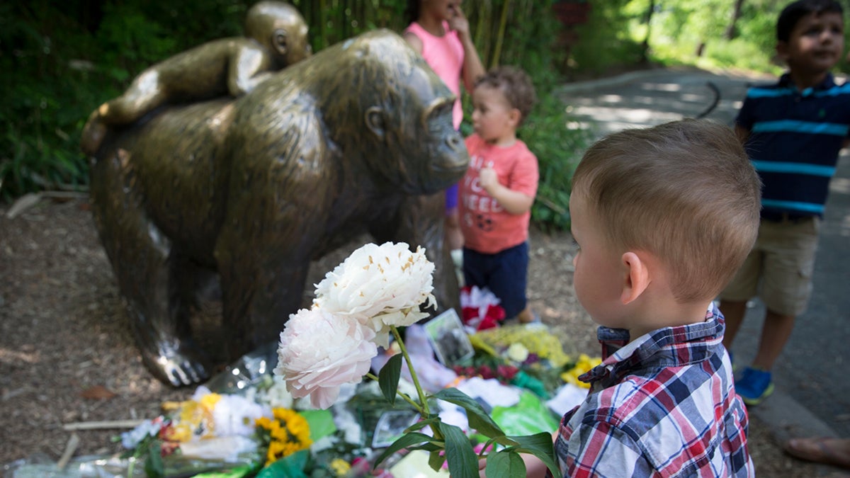  A boy brings flowers to set beside a statue of a gorilla outside the shuttered Gorilla World exhibit at the Cincinnati Zoo & Botanical Garden, Monday, May 30, 2016, in Cincinnati. A gorilla named Harambe was killed by a special zoo response team on Saturday after a 4-year-old boy slipped into an exhibit and it was concluded his life was in danger. (John Minchillo/AP Photo)      
