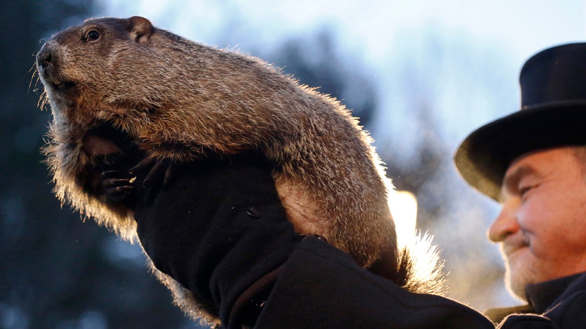  Groundhog Club co-handler John Griffiths holds Punxsutawney Phil during the annual celebration of Groundhog Day on Gobbler's Knob in Punxsutawney, Pa., Tuesday, Feb. 2, 2016. The handlers say the furry rodent has failed to see his shadow, meaning he's 'predicted' an early spring. (Keith Srakocic/AP Photo)  