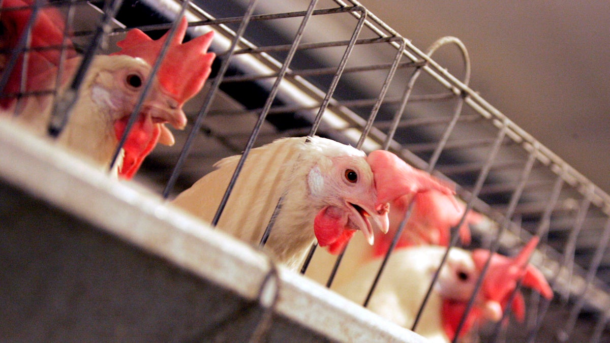 In this Sept. 10, 2008, file photo, chickens huddle in their cages at an egg processing plant (Marcio Jose Sanchez/AP Photo, File) 