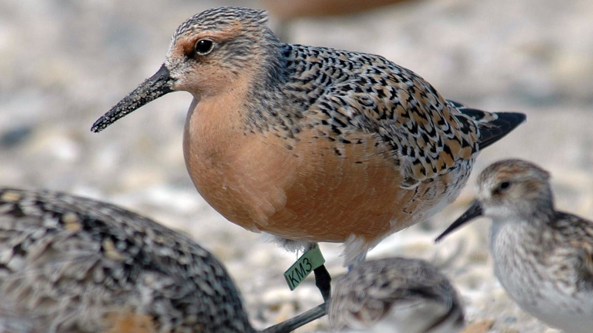This photo provided by the US Fish and Wildlife Service shows a red knot in Mispillion Harbor, Delaware.  (Gregory Breese, USFWS/AP Photo) 