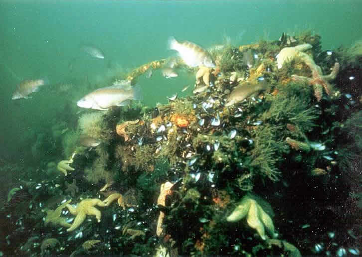  An offshore artificial reef. (NJDEP photo) 