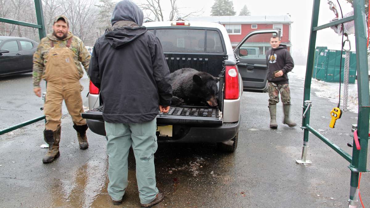 Bummer Cronk and his son, Hunter, arrive at the Green Pond bear check station with a double kill. (Emma Lee/for NewsWorks)