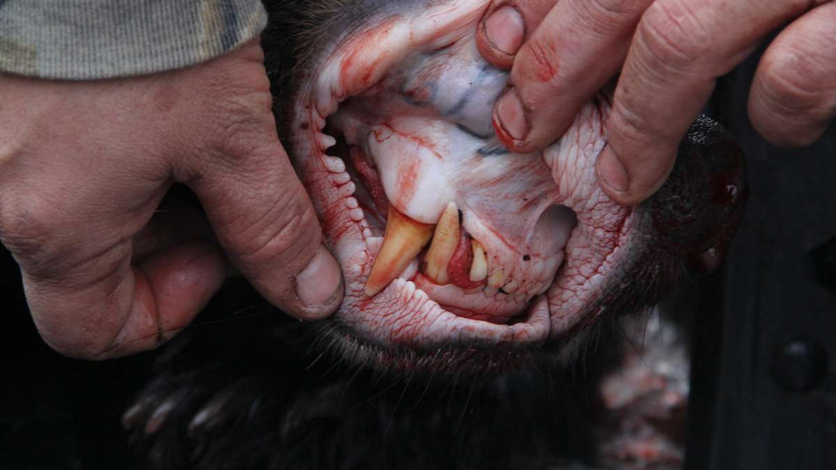 Bummer Cronk exposes the teeth on his 240-pound prize. He also reveals a tattoo inside the upper lip that shows this bear has encountered humans before. (Emma Lee/for NewsWorks)