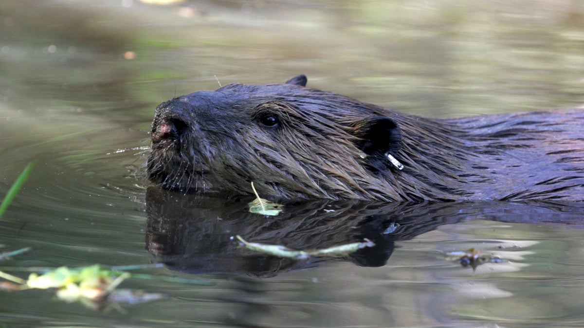 beavers-to-the-rescue New Jersey lawmakers are considering a series of bills that would expand hunting, including one that would allow more trappers to catch beavers. (AP Photo/Manuel Valdes)