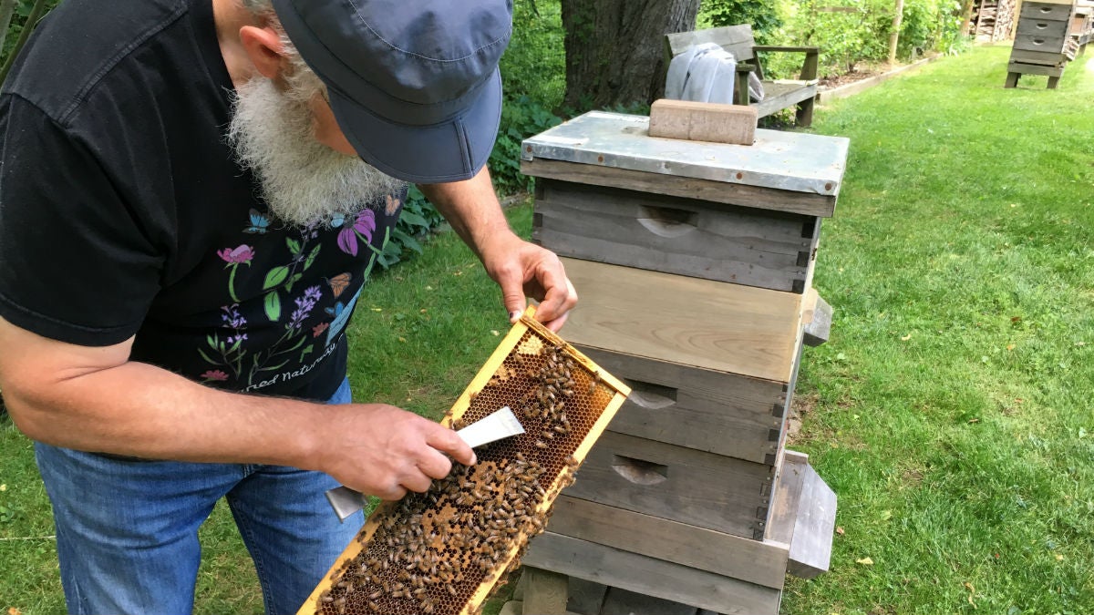  Newark beekeeper Ray Walker inspects bees in his backyard apiary near White Clay Creek State Park. (Mark Eichmann/WHYY) 