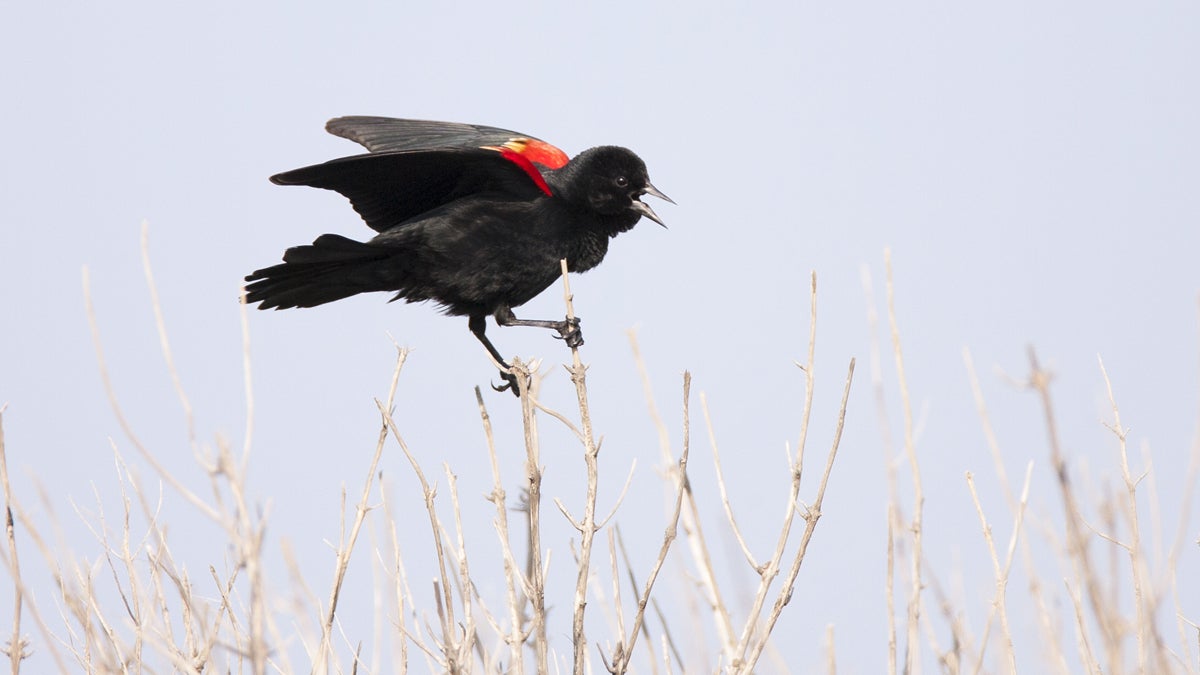 New Jersey officials are trying to determine what killed hundreds of red-winged blackbirds in Gloucester County.(Visceral Image/Bigstock)