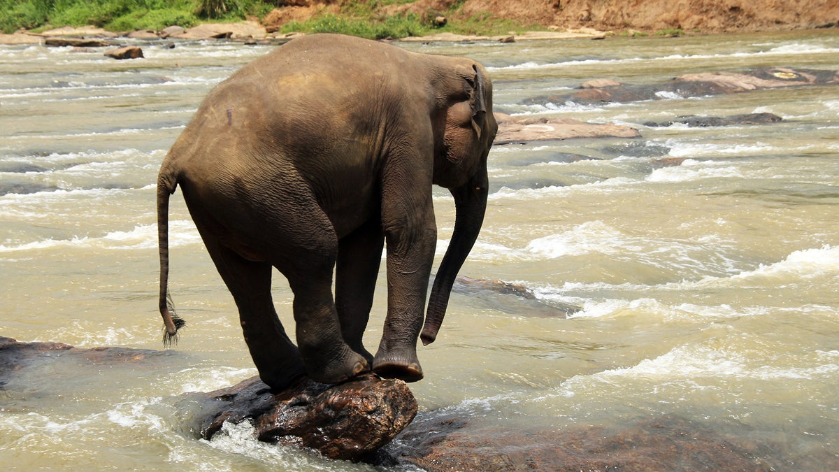 (AndamanSE/<a href='http://www.bigstockphoto.com/image-48484901/stock-photo-lankesian-elephant'>Big Stock Photo</a>)