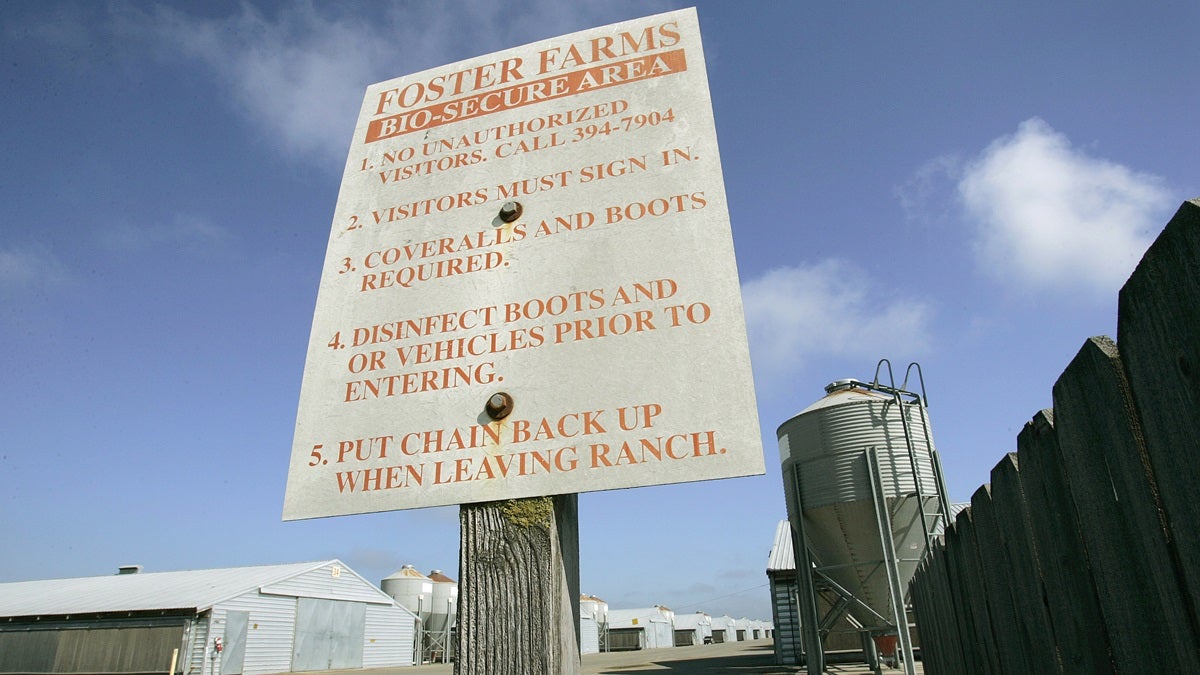  Poultry farms have posted their biosecurity rules designed to prevent the spread of avian influenza. (AP Photo/Ben Margot) 