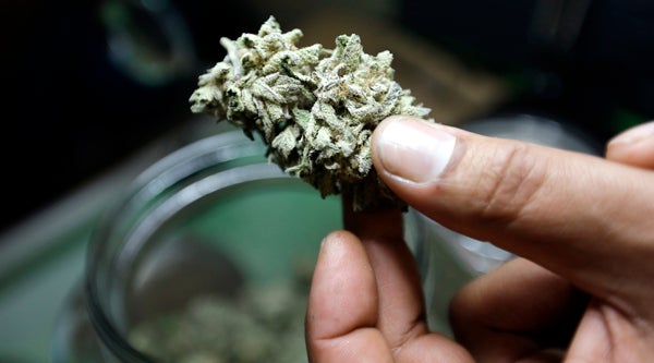  Drexel researcher to study benefits, drawbacks of medical marijuana for young adults (Elaine Thompson/ AP Photo, file) 