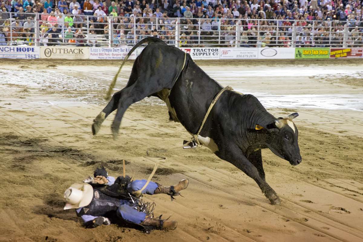 A bull kicks and throws a cowboy onto the sand at the Cowtown Rodeo. (Lindsay Lazarski/WHYY)