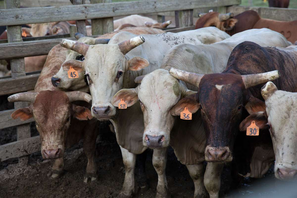 Bulls are corralled in a pen before the start of the Cowtown rodeo Saturday night. (Lindsay Lazarski/WHYY)