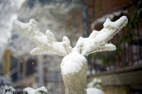 <p><p>The antlers of this deer catch the snow as it falls. (Bas Slabbers/for NewsWorks)</p></p>
