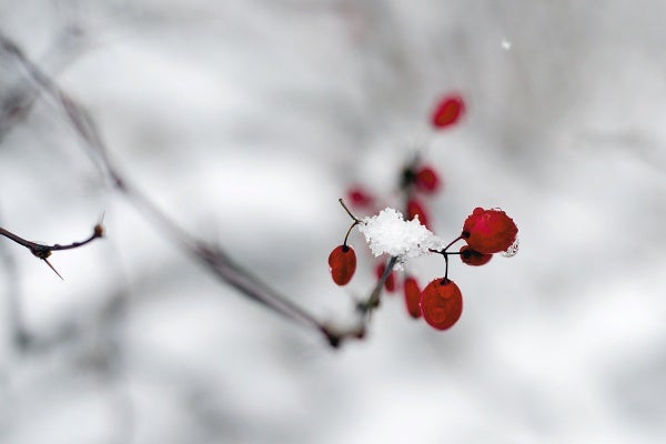 <p><p>A few inch of snow covers the area. (Bas Slabbers/for NewsWorks)</p></p>
