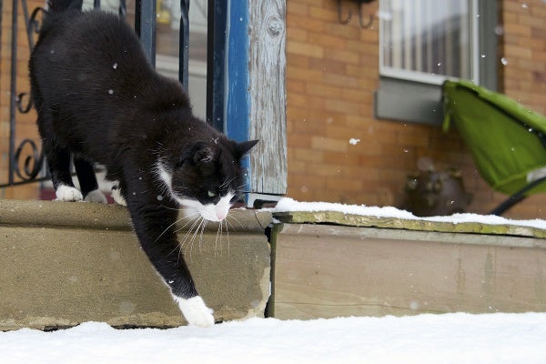 <p><p>Oliver the cat on West Gorgas Lane puts his paw in the snow. (Bas Slabbers/for NewsWorks)</p></p>
