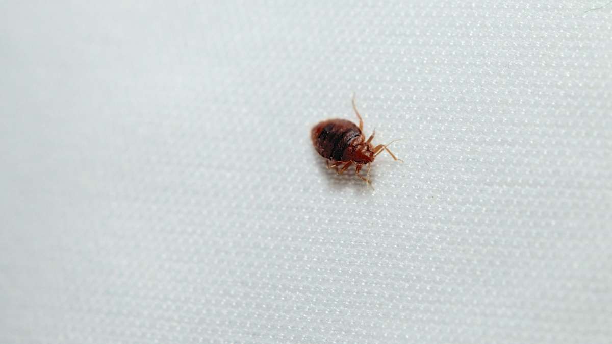  A recently fed male bed bug is found under a mattress during an extermination. (Bas Slabbers, for NewsWorks) 