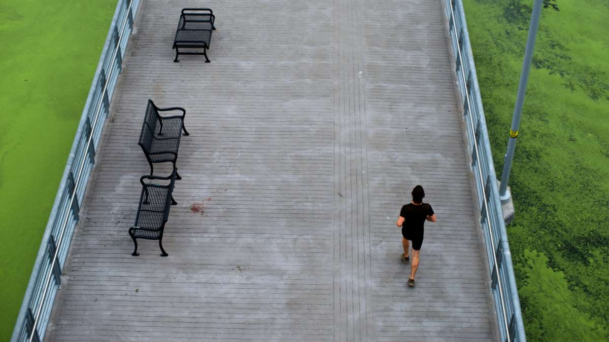 A jogger makes his way over the Schuykill River Trail where duckweed colors the river bright green.