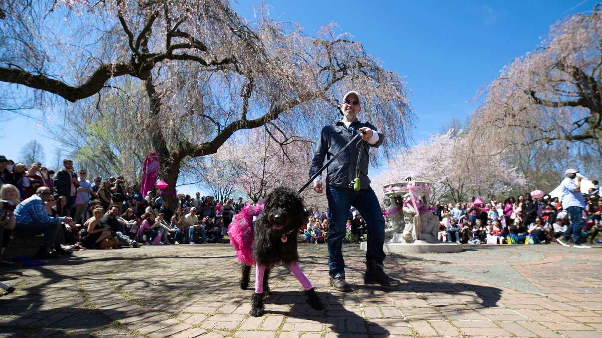The Prettiest Pet in Pink Parade is one of the Sakura Sunday events during the 20th Annual Subaru Cherry Blossom Festival in Fairmount Park.