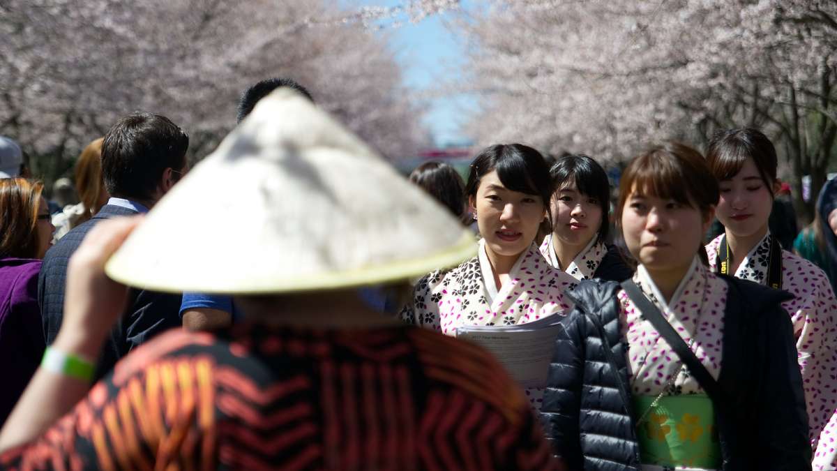 Thousands celebrate Japanese culture under picture-perfect weather conditions during the 20th annual Cherry Blossom Festival in Fairmount Park on Sunday.