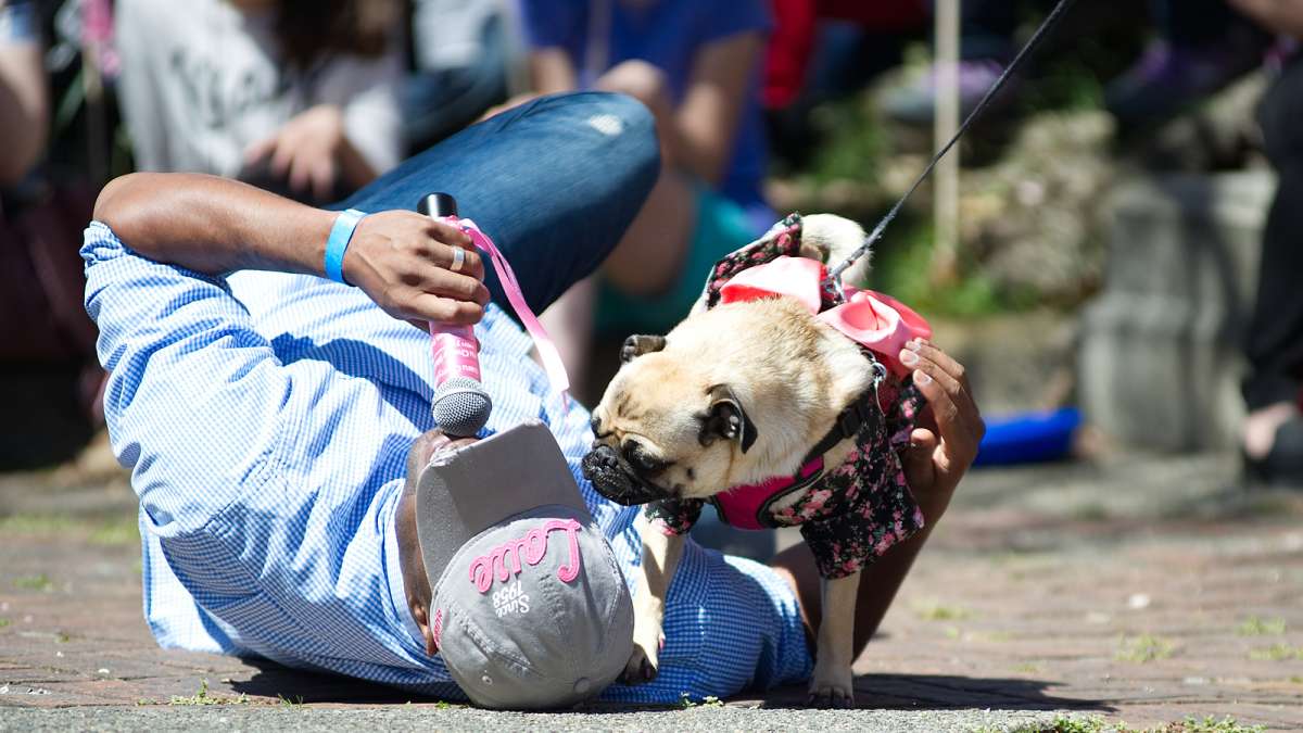 Participating pug with pink paw nails interacts closely with the host during the Prettiest Pet in Pink Parade, one of the Sakura Sunday events during the 20th Annual Subaru Cherry Blossom Festival in Fairmount Park.