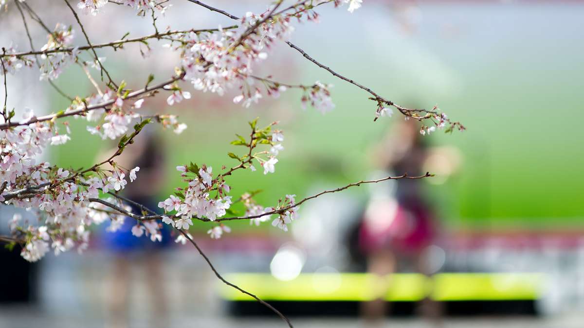 Thousands enjoy a celebration of Japanese culture under picture-perfect weather conditions during the 20th annual Cherry Blossom Festival in Fairmount Park on Sunday.