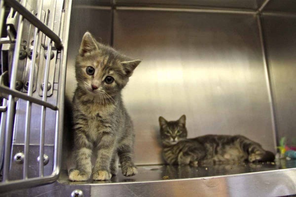 A kitten shares a cage with its mother at the Camden County Animal Shelter in Blackwood. Both are up for adoption. (Emma Lee/for NewsWorks)