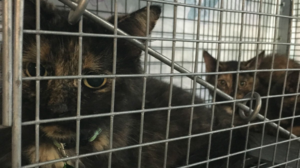 A pair of feral cats await sterilization surgery at Forgotten Cats clinic in Trainer