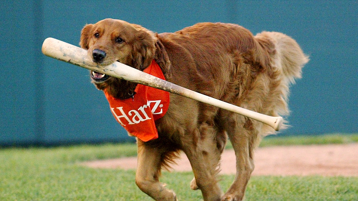  Trenton Thunder's Bat Dog, Chase, runs off the field after fetching a player's bat in Trenton, N.J. on Friday, April 30, 2004. (AP Photo/Tim Larsen) 