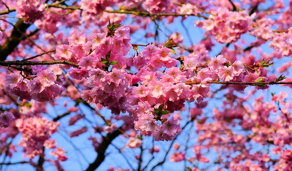  Cherry blossoms. (Public domain image) 