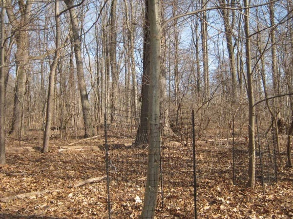 <p><p>An American Chestnut is protected by fencing to prevent it from contracting fungus through the wounds left by the antlers of running deer. (Alaina Mabaso/for NewsWorks)</p></p>
