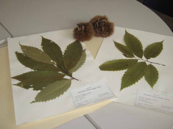 <p><p>Dried American Chestnut leaves on file at the Schuylkill Center. (Alaina Mabaso/for NewsWorks) </p></p>
