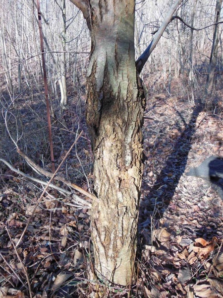 <p><p>Tree canker can be a symptom of blight. (Alaina Mabaso/for NewsWorks)</p></p>
