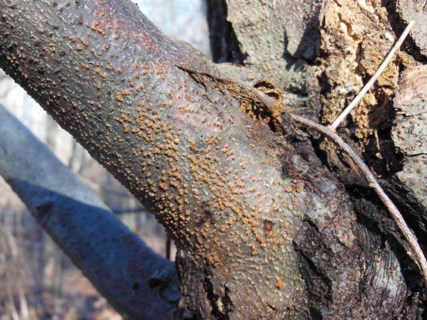 <p><p>A sign of Chestnut tree blight at the Schuylkill Center for Environmental Education. (Alaina Mabaso/for NewsWorks)</p></p>
