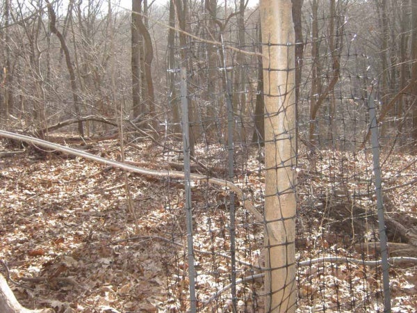 <p><p>One of the site's Chestnut trees is protected by fencing to prevent it from contracting the fungus through the wounds left by the antlers of rutting deer. (Alaina Mabaso/for NewsWorks)</p></p>

