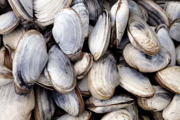  Freshly harvested clams. (Public domain image) 