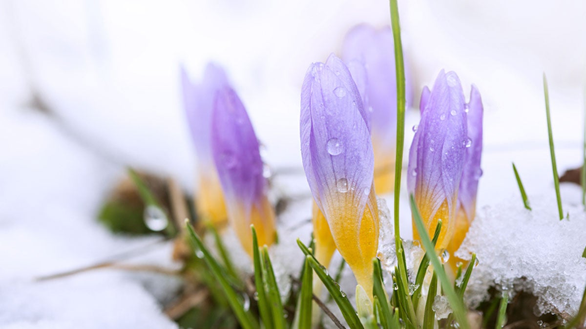  Crocus in the snow-covered garden (Big Stock file photo) 