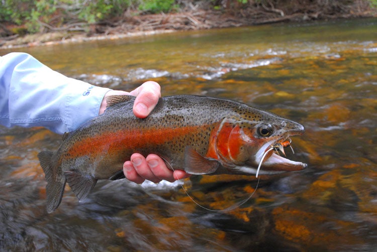 A colorful male rainbow trout. By Zach Matthews [CC BY-SA 3.0 (http://creativecommons.org/licenses/by-sa/3.0)], via Wikimedia Commons 