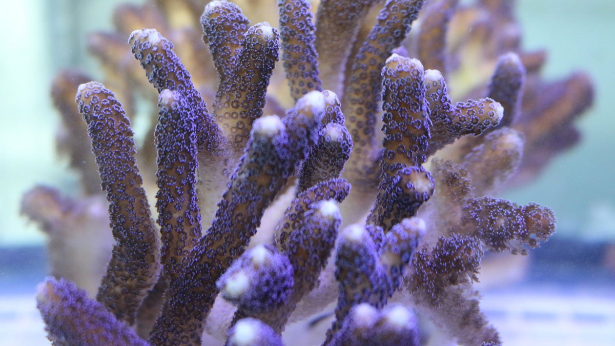  Stylophora pistillata, a well-studied stony coral common in the Indo-Pacific. (Photo: Kevin Wyman/Rutgers University) 