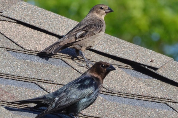 cowbirds