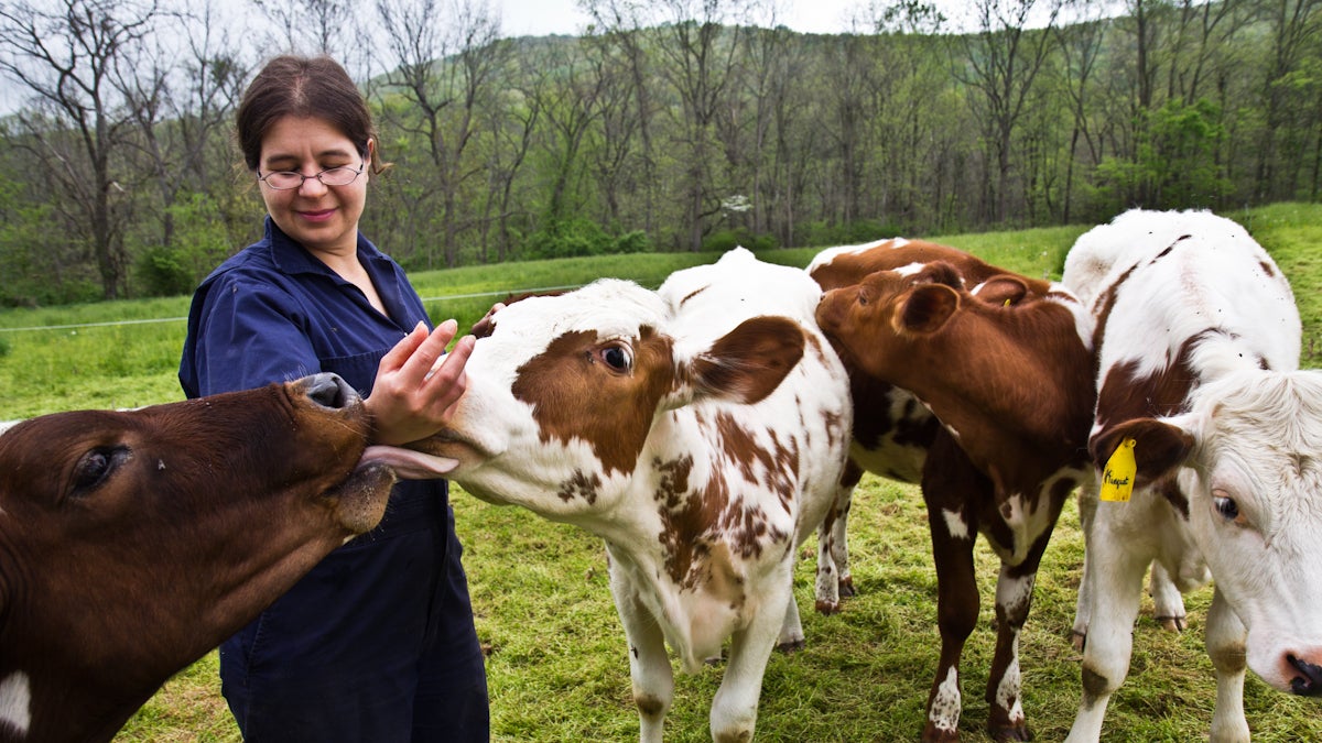 Rebecca Ruth Seidel with her dairy cows. (Kimberly Paynter/WHYY)