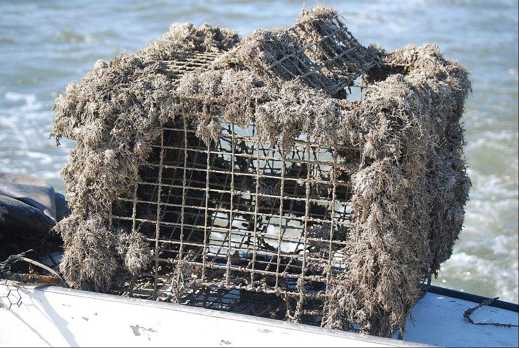 crabpot Humboldt State University image.