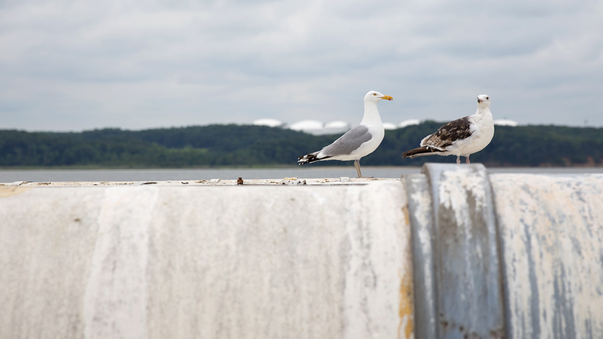 Seagulls find a home on the offshore loading pier. Dominion has not received a ship importing liquefied natural gas since January 2011. (Lindsay Lazarski/WHYY)  