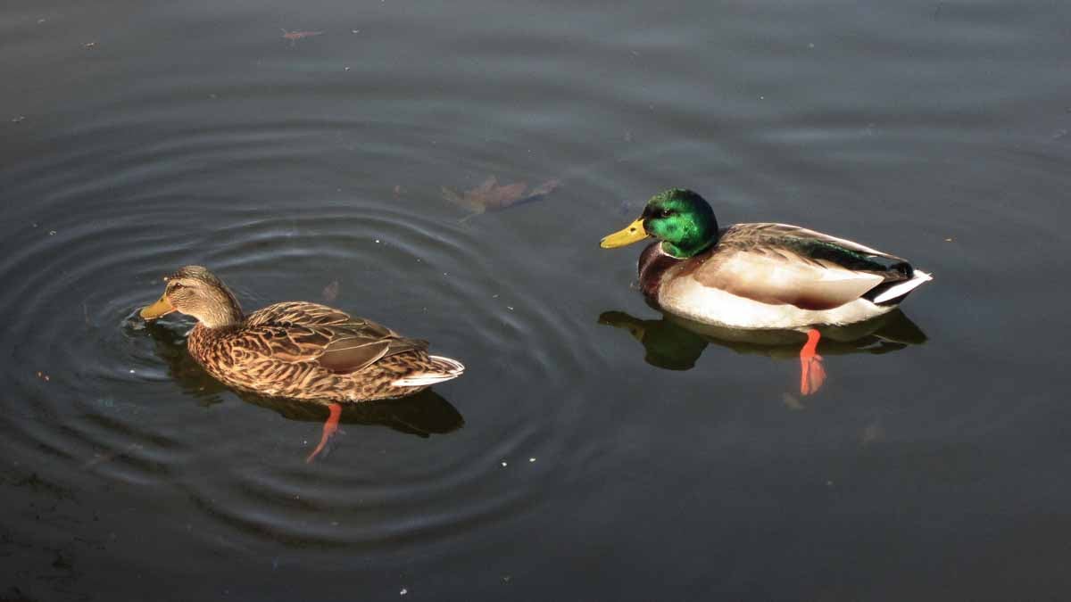  Ducks are very cute. Their sex acts, however, are a bit disturbing. (<a href=