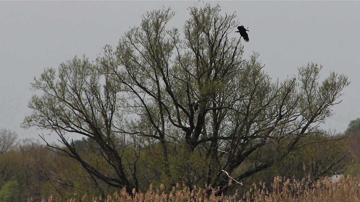  Two bald eagles perch in a tree at John Heinz National Wildlife Refuge. (Emma Lee/for NewsWorks) 