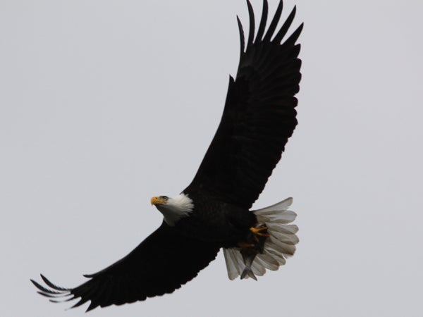  Bald eagles in Pennsylvania are now classified as a threatened species, after years of being an endangered one. (Photo courtesy of Ruth Pfeffer)  