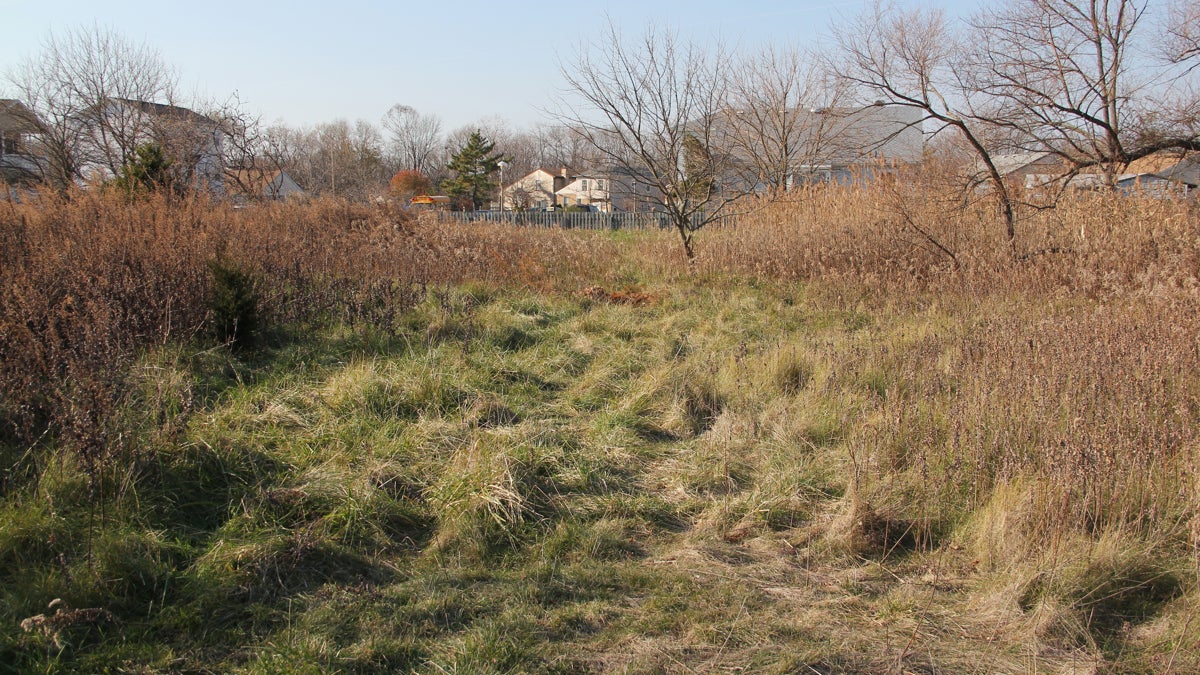  Wetlands border an Eastwick neighborhood in Philadelphia near the John Heinz Wildlife Refuge. (Emma Lee/for NewsWorks) 
