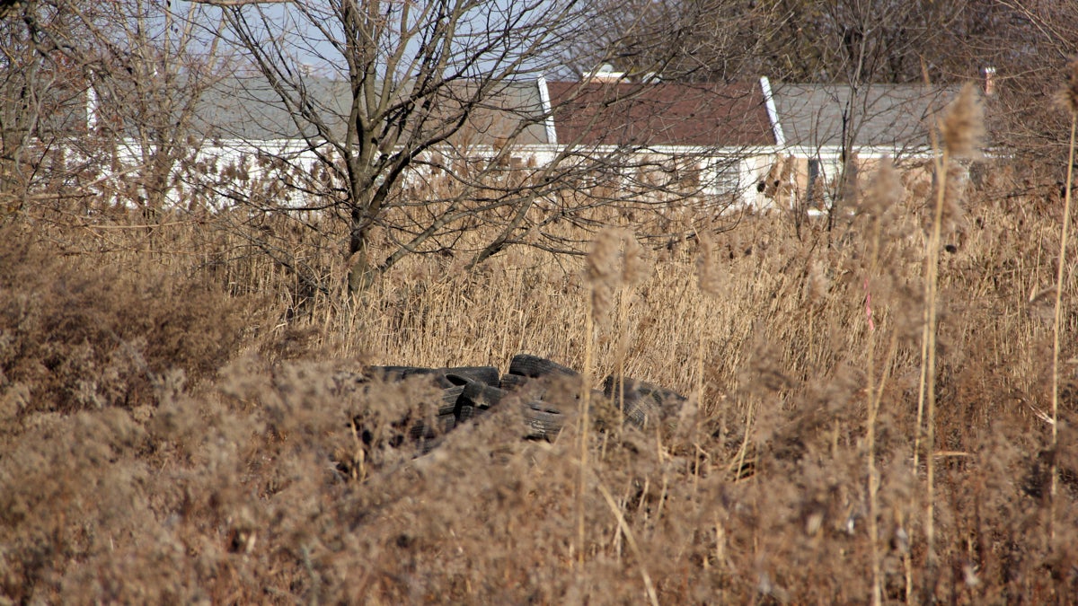 Houses on 86th Street in Eastwick overlook wetlands littered with a pile of old tires. (Emma Lee/for NewsWorks)