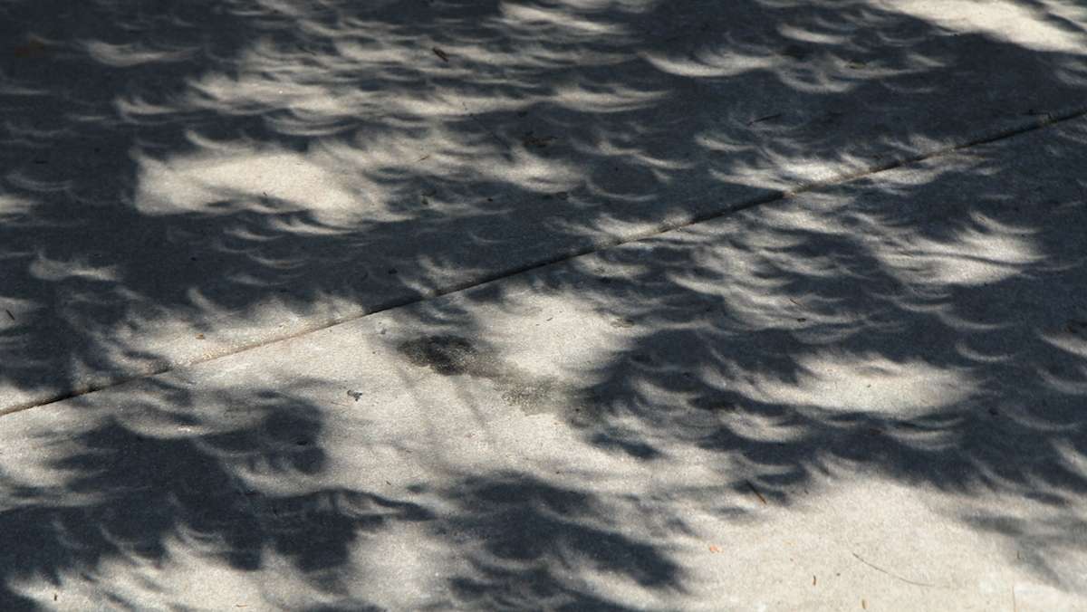 A natural pinhole camera is created through tree leaves during the solar eclipse. (Kimberly Paynter/WHYY)