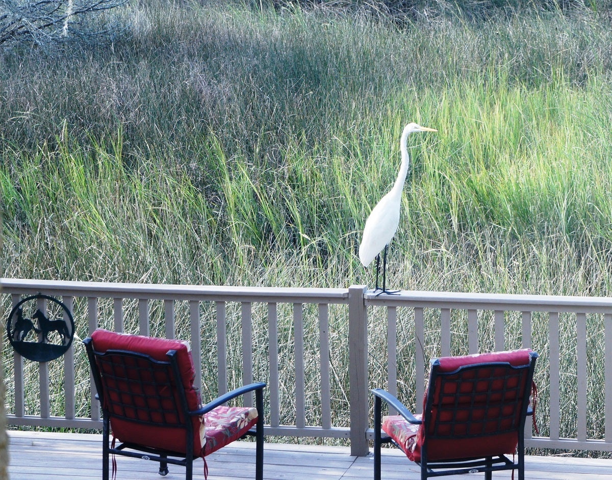  This Great Egret paid a visit to our lower deck overlooking the marsh late Saturday afternoon. We're calling him Edgar the Egret.  Quite similar to Great Blue Heron in size and hunting behavior. Photo by Jane Conway 