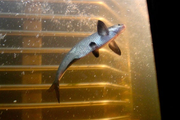 A gizzard shad uses a fish ladder to get past the Fairmount Dam on his way upstream to spawn. (Emma Lee/for NewsWorks)