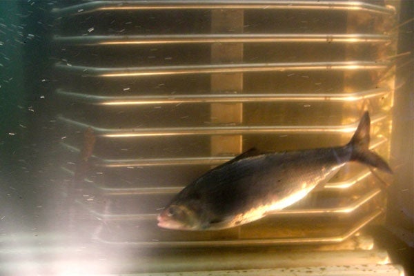 An American shad flickers by the crowding window at the Fairmount fish ladder. (Emma Lee/for NewsWorks)